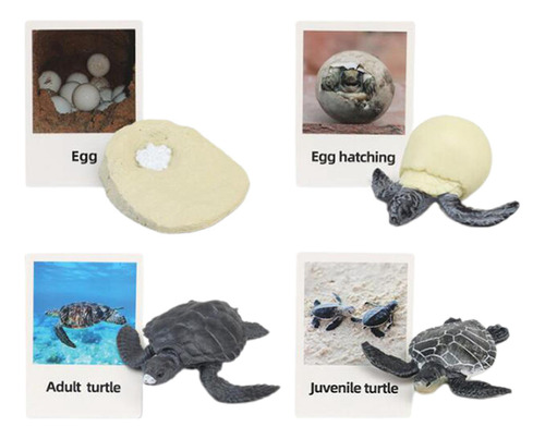 Figuras De Ciclo De Vida Juguete Biología Tortuga Marina