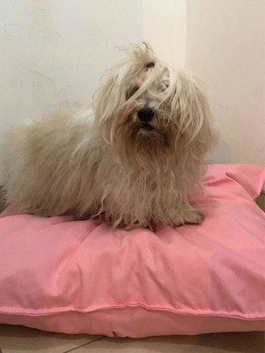 Almohadon Y Funda Para Colchón Mascota Lienzo Talle M