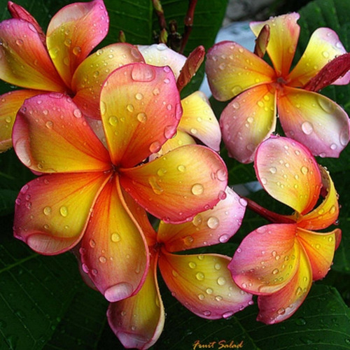 100 Semillas De Plumeria Orange Karasin