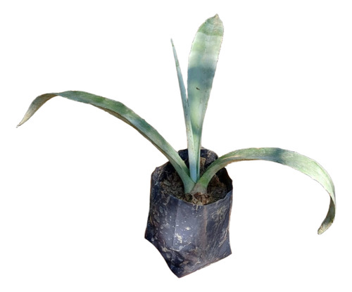 Maguey De Entre 20 Y 50cm De Alto