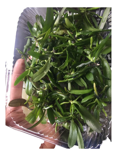 Medio Phalaenopsis 1 L In Vitro Phytotech Invitroorquid®.
