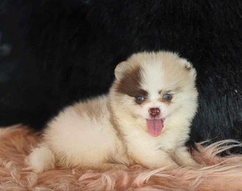 Hermosa Pomerania Exotic De Ojos Azules Disponible Perros