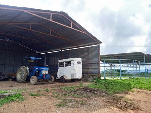 Imagen 3 de 25 de Finca Venta Lara Acarigua En Venta (gamelotal) De 251 Hectareas
