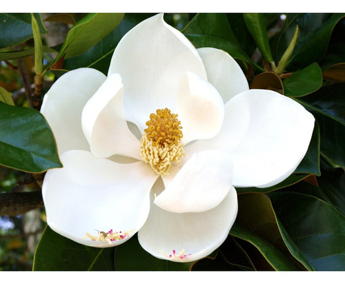 Flor Magnolia Grandiflora Árvore Rosa Sementes | Parcelamento sem juros
