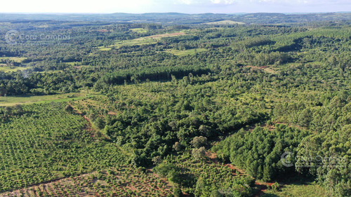 Se Vende Chacra En San Ignacio Misiones. Yerba, Forestación Y Arroyo