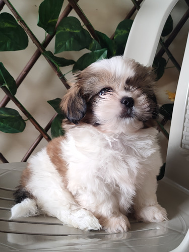 Cachorros Shih Tzu 