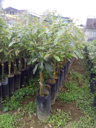Imagen 3 de 3 de Planta De Aguacate Hass