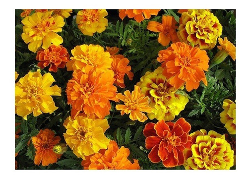50 Semillas De Flor Tagete Doble Clavel Variada Floral Mix