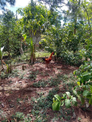 Chácara Com Casa Poço Frutas