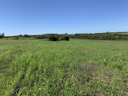 Excelente Campo En Canelones Sobre Ruta 5, 150 Has Agricolas.