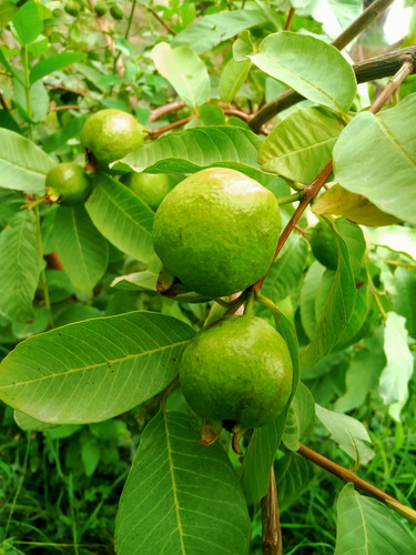Guayaba - Arbol Frutal De Guayaba