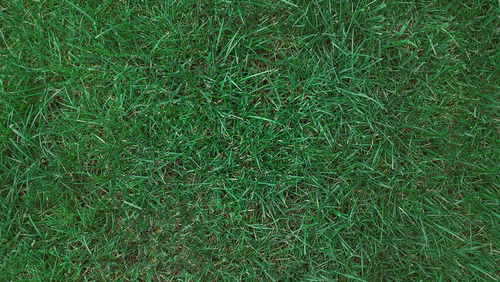 1/2 Kg Semilla Importada De Pasto Poa Pratensis - Pasto Azul