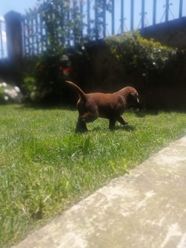 Cachorros Labrador Retriever Chocolate Padres Con Pedigree