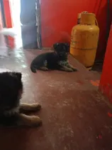 Comprar Venta De Cachorros  Pastor Alemán Fuego Pura Raza.