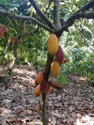 Venta De Finca De Cacao Con 807 Tareas República Dominicana
