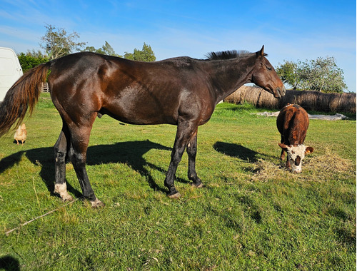 Vendo Caballo Bien Manso