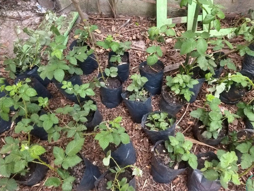 Imagen 5 de 5 de Planta Frambuesa, Maceta De 5 Lts Huerta, Balcón Terraza
