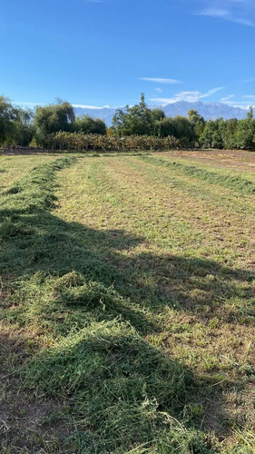 Venta Terreno Agricola, El Peumo , Calle Larga  , Los Andes