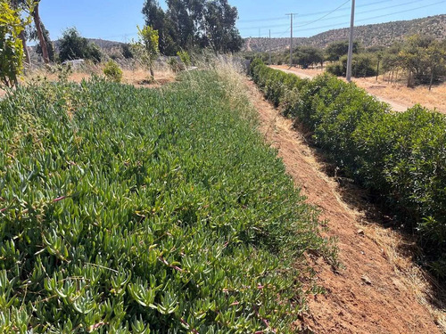 Se Vende Parcela 5.000 Mt2 En Limache  (120865)