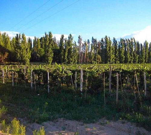 Finca S/lote 50 Has- Venta- Calingasta- San Juan