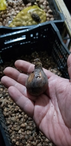 Imagen 3 de 4 de Bulbos De Junquillo Blanco X 3 Bulbos Importados De Holanda