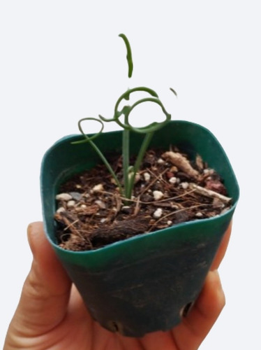 Suculentas Albuca Spiralis