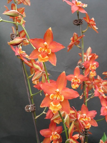 Orquídea Wilsonara Firecracker | MercadoLibre