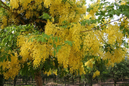 Lluvia De Oro, Arbolitos Muy Bonitos