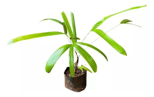Muda De Palmeira Ráfia Ou Rhapis Excelsa Lindo Ornamental
