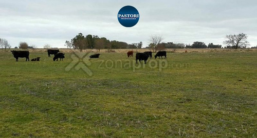 Imagen 4 de 12 de Campo | Las Flores