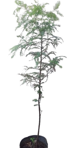 2 Árbol Ciprés Calvo Taxodium 6lts 100cm Leertodo !!!