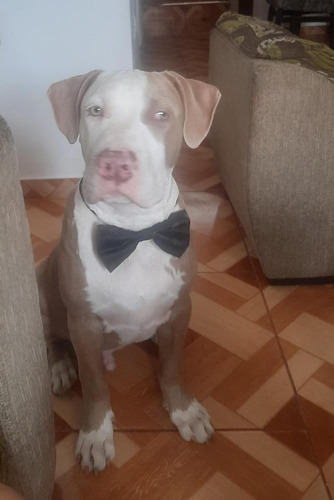 Pitbull Servicio De Monta 