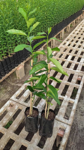 Imagem 6 de 8 de Muda De Limão Cravo Enxertada 60cm Produz Em 1ano