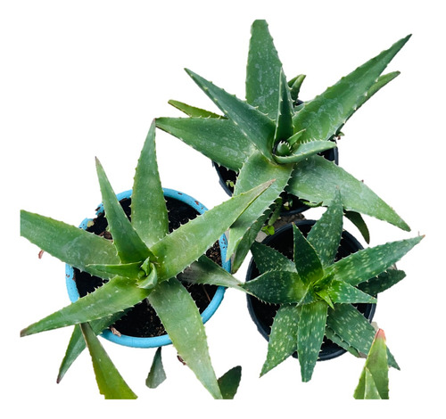 Planta Sabila Aloe Vera 20-30 Cms (3 Pzas)