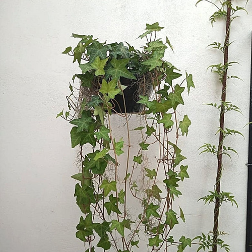 Suporte Pendurar Vaso De Planta Parede Margarida Prato Médio