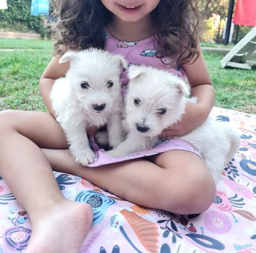 En600 Cada Cachorro  West Highland White Terrier