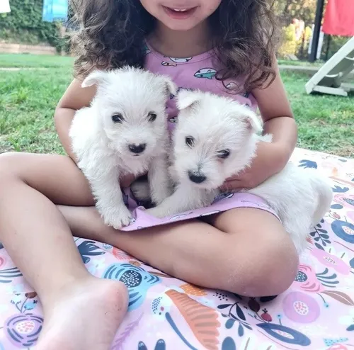 Raza Perro Cava Poo Chon Perros West Highland Terrier