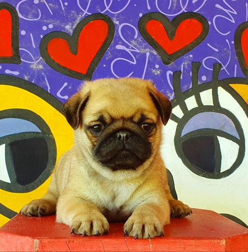 Pug Carlinos Machos Divinos!!