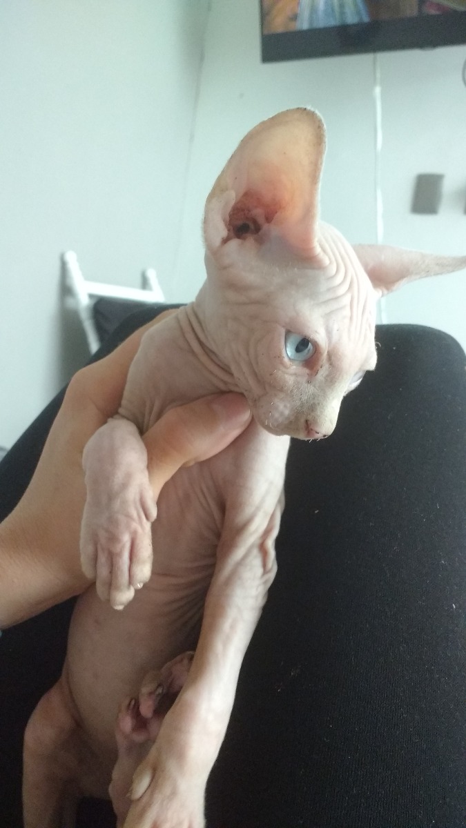 Gato Egipcio Sphynx | Mercado Libre