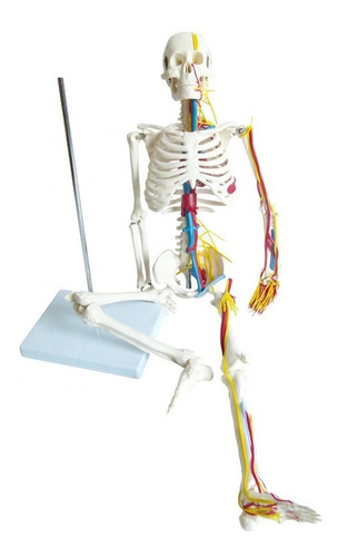 Imagen 2 de 6 de Esqueleto Anatomía Humana Modelo Clásico De Venas Y Nervios