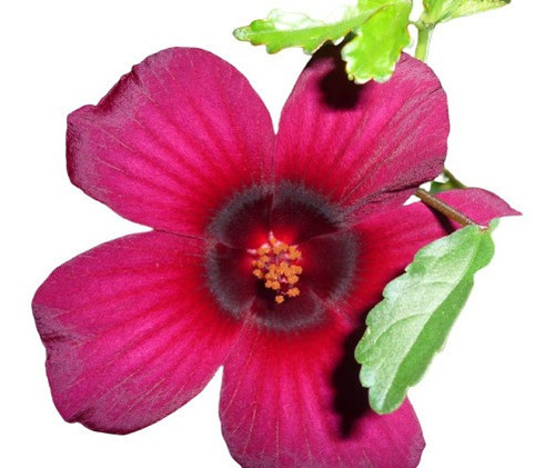 Sementes De Hibisco De Flor Vermelha Hibiscus Radiatus Panc