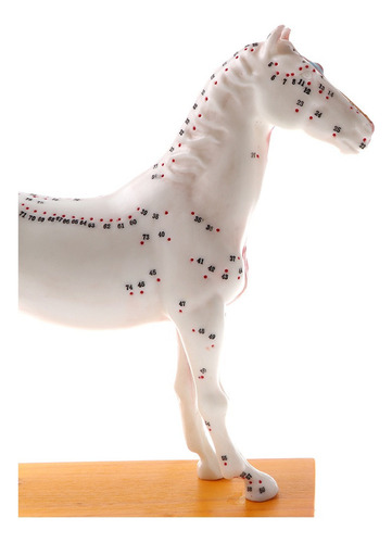 Estudio De Modelo De Acupuntura De Caballo De 114 Puntos De