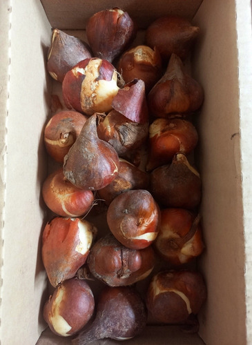 Bulbos De Tulipanes Importados De Holanda! X1