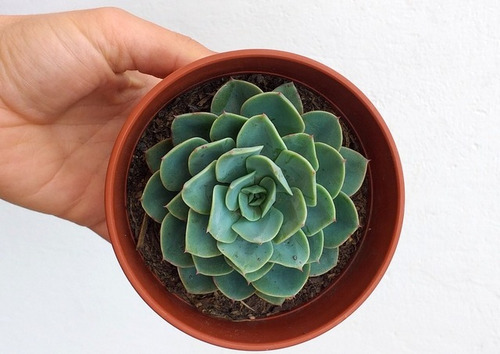 Echeveria + Regalo