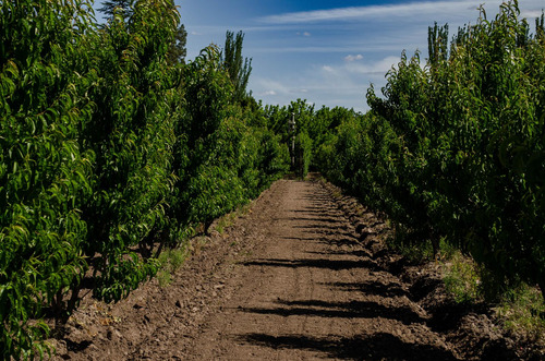 Finca En Venta En Tunuyán