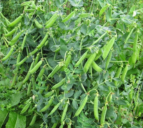 Semillas Arveja X Sobre Huerta En Casa