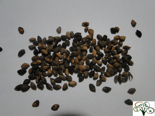 Imagem 4 de 4 de 300 Sementes Pinheiro Pinus (elliotti) - Reflorestamento