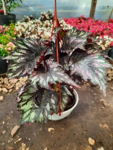 Planta De Interior Begonia Rex En Bowl 18