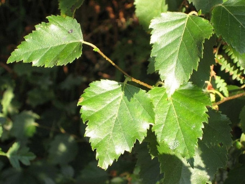 Abedul, Abedules Betula Pendula Roth, 10lts