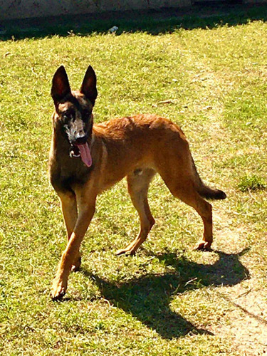 Cachorro Pastor Belga Malinois Machos En Caracas